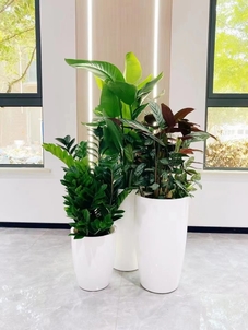 余姚植物租摆服务超出色,究竟藏着啥秘诀?